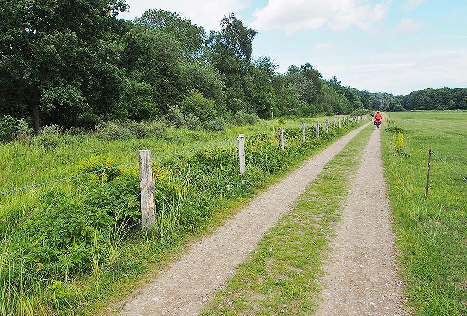 Radweg an der Uferbewaldung