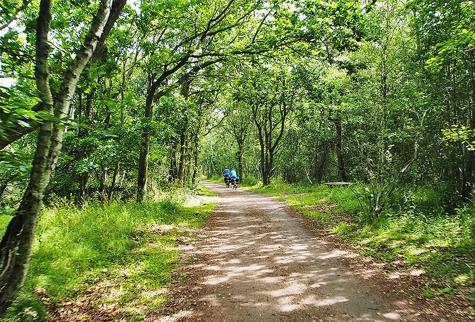 Lichter Wald und schöner Radweg