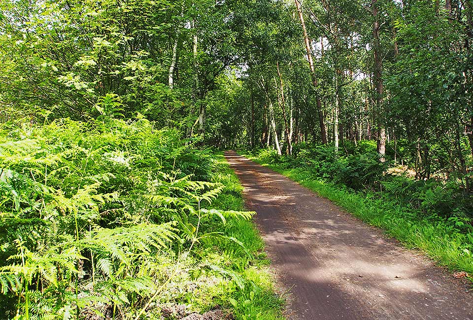 Durch den Wald bei Bliesenrade