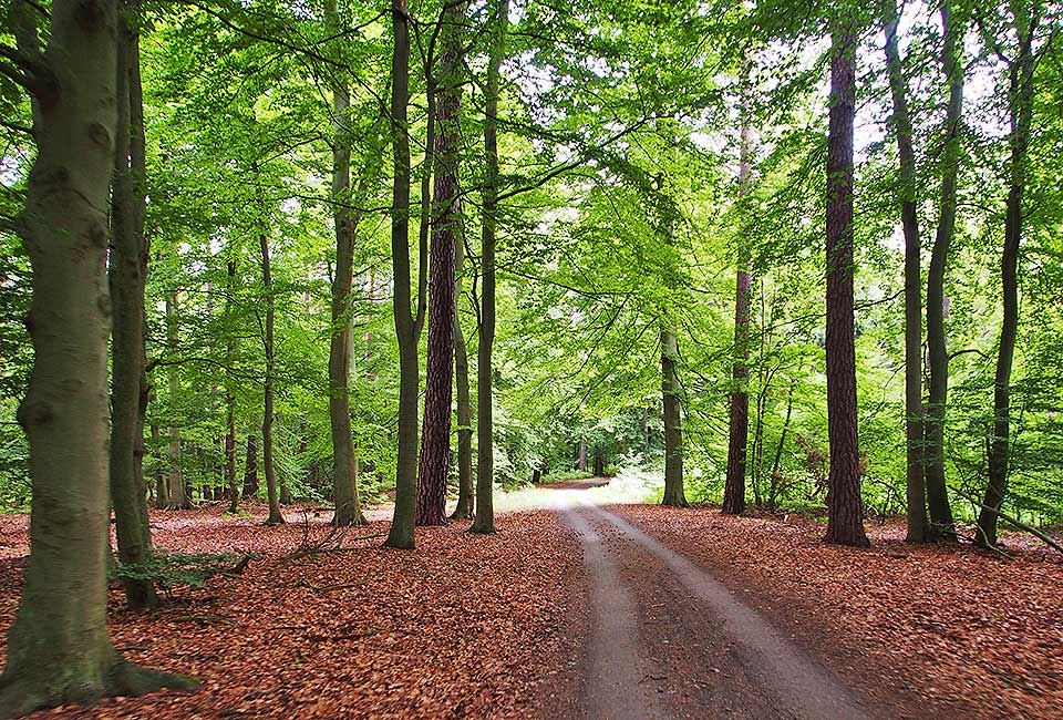 Rostocker Heide