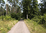 Waldweg nach Germersheim
