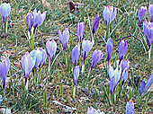 Krokusblüte in Zavelstein