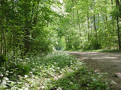 Bärlauch in Freistett