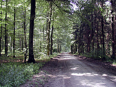 Brettener Wald