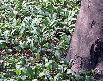 Rheintalradweg: Ein schöner Waldweg