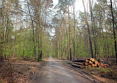 Rheintalradweg: Ein schöner Waldweg