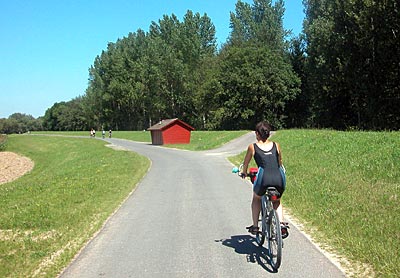 Rheintalradweg: Radweg auf dem Rheindamm