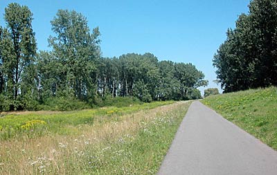 Rheintalradweg: Im Schwarzwald der Rheinwälder