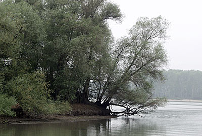 Rheintalradweg: Otterstädter Altrhein