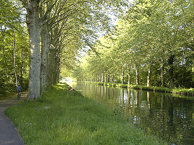 Rheinradweg: Baumalleen entlang dem Kanal