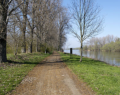 Radweg am Rhein