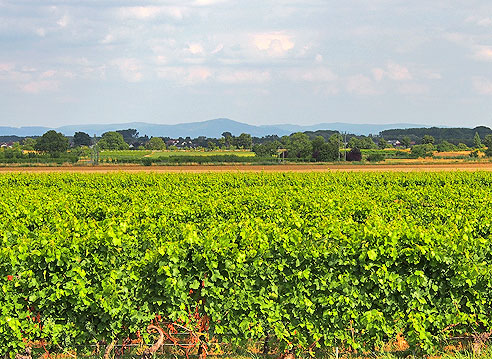 Rheinblick von der Rheinterrasse