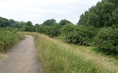 Auf dem Rheindamm geht es weiter