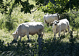 Fröhliche Kühe
