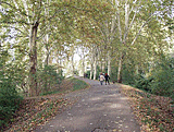 Radweg durch den Foret de Robertsau