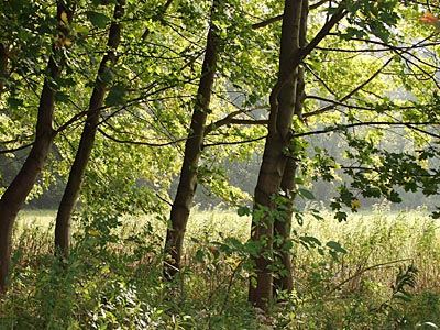 Rheinradweg: Der Rheinwald