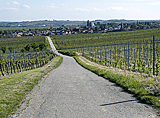 Fahrt durch die Weinberge