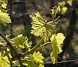 Weinreben im Frühjahr