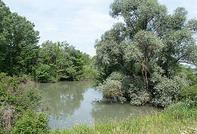 Altrheinarme im Taubergießen