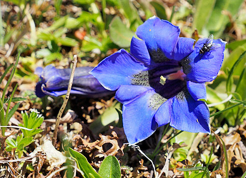 Enziane auf den Wiesen