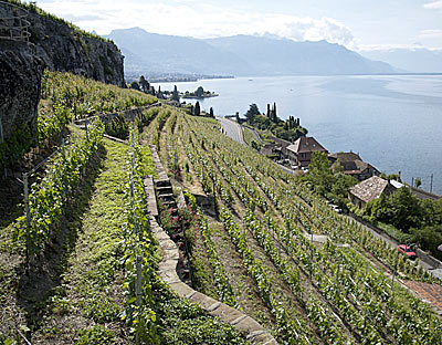 Rebhänge oberhalb von Cully