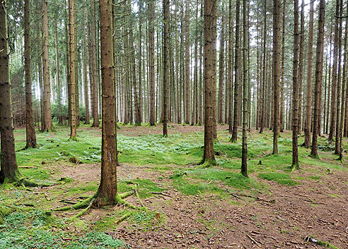 Kurze Waldetappe bies Wies