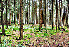 Kurze Waldetappe