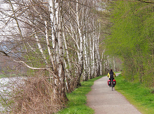 Birkenallee bei Westhofen