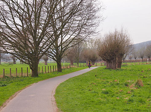 Weidenbäume am Talrand