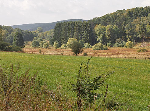 Feuchtgebiet an der Ruwerquelle