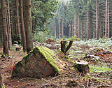 Spuren im Wald