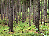 Wald am Weg