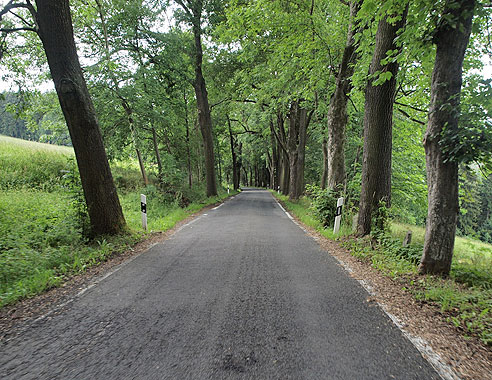 Bergab durch den Wald