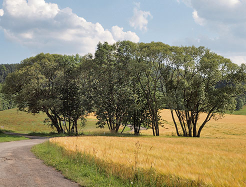 Bergauf nach den B&auml;umen