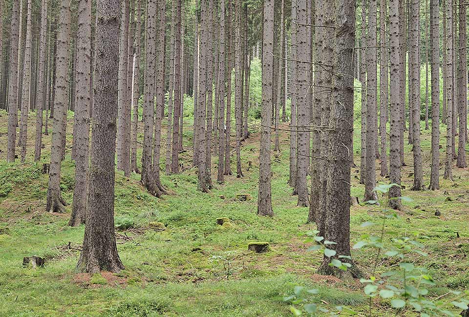 Wald am Weg