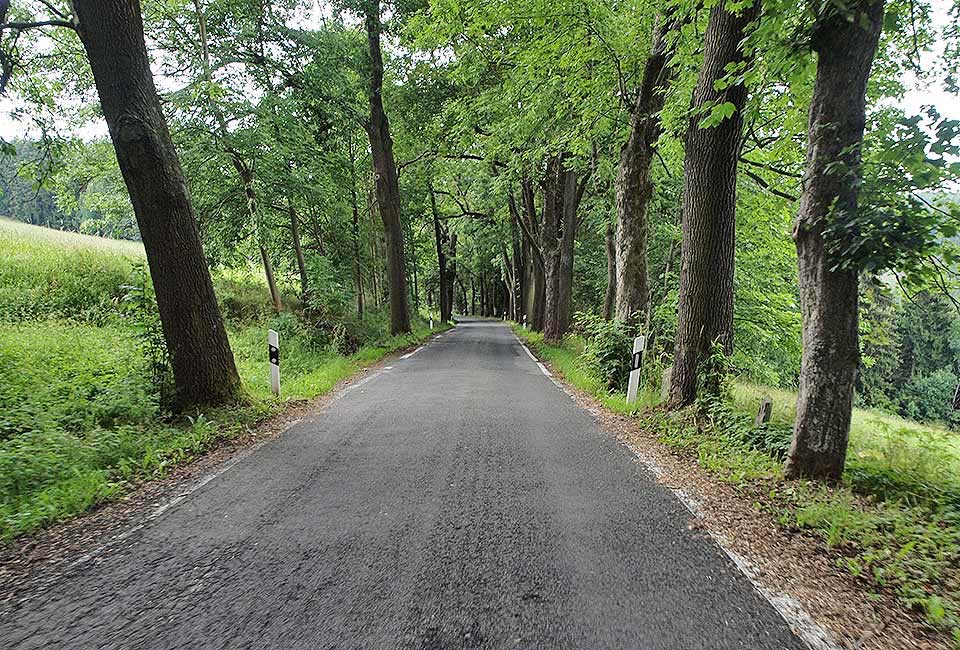 Bergab durch den Wald