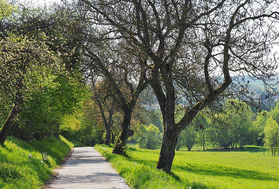 Schöner Weg durch Streuobstwiesen Schöner Weg durch Streuobstwiesen