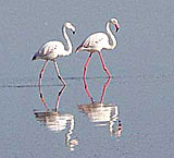 Flamingos auf der Halbinsel Sinis