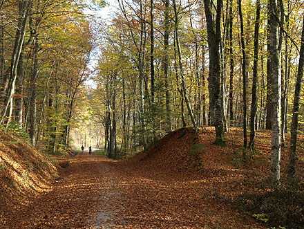 Herbstlicher Schönbuch