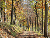 Schöne naturbelassene Waldwege