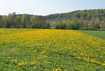 Weil der Stadt: Entlang von Wiesen