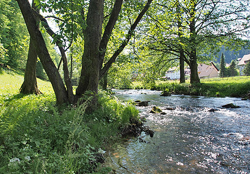 Glasklares Wasser der Enz