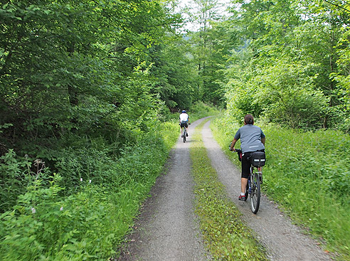 So geht es im Wald weiter