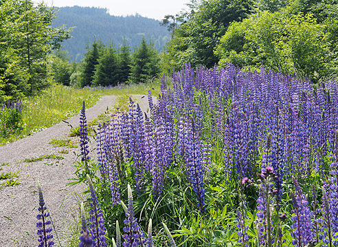 Lupinen am Radweg