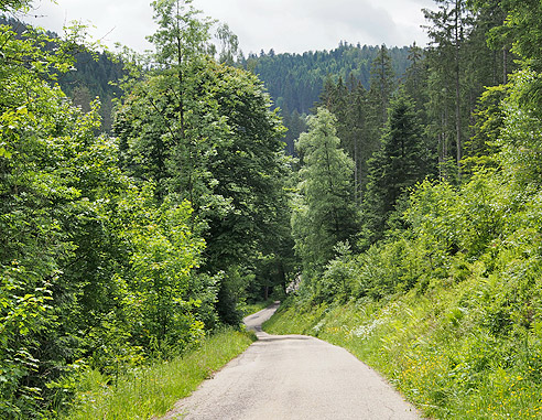 Schöne Waldetappe