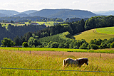 Ausblick auf den Schwarzwald