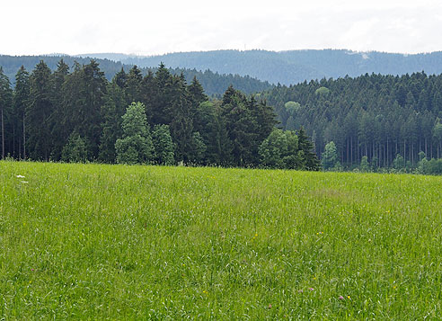 Radweg vor Römlingsdorf