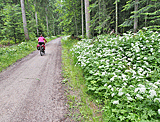 Radweg im Wald