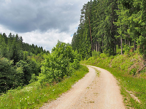 Radweg im Wald