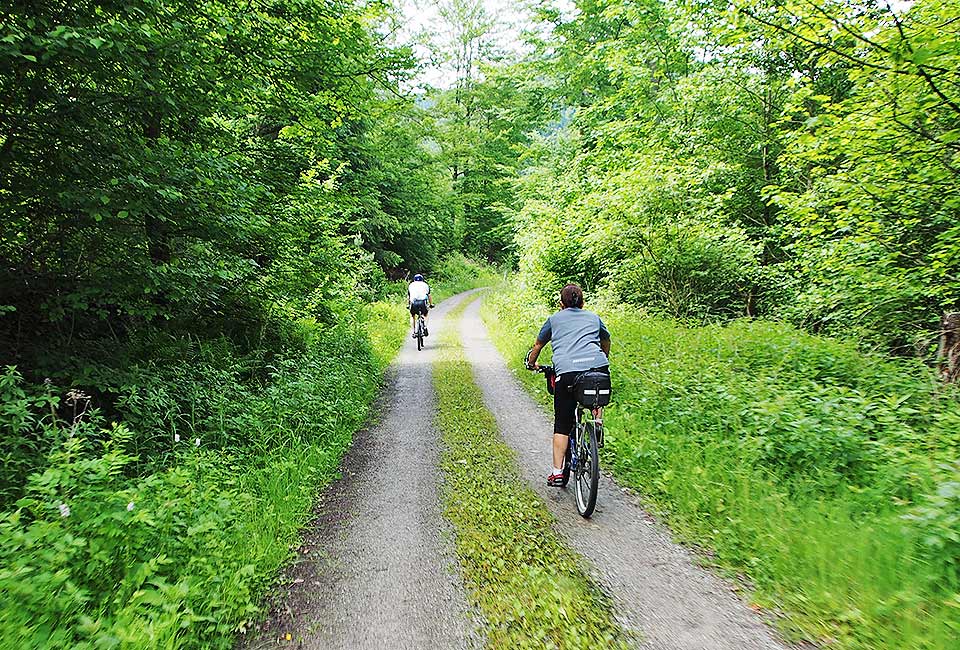 So geht es im Wald weiter